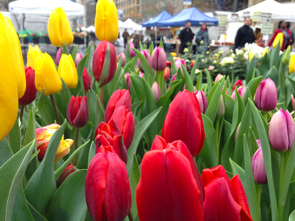 Union Square - Spring Tulips