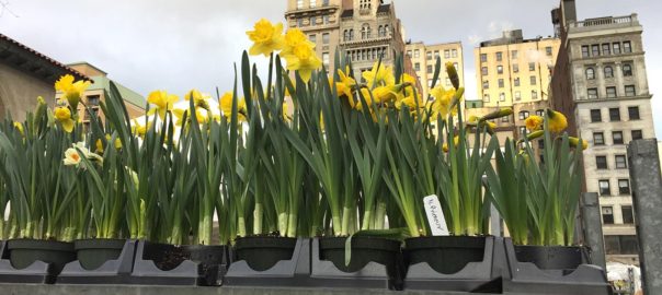 Daffodils - Union Square Greenmarket